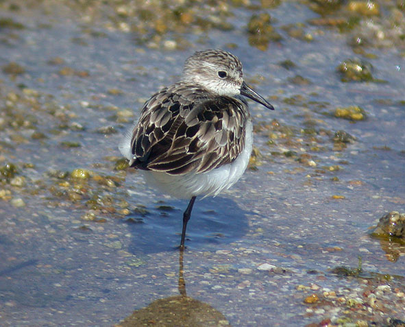 semipalmated sandpiper