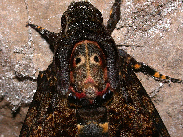 death's head hawk moth