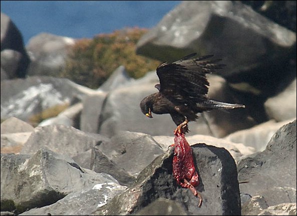 webhawkplac1.jpg