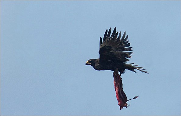 webhawkplac3.jpg
