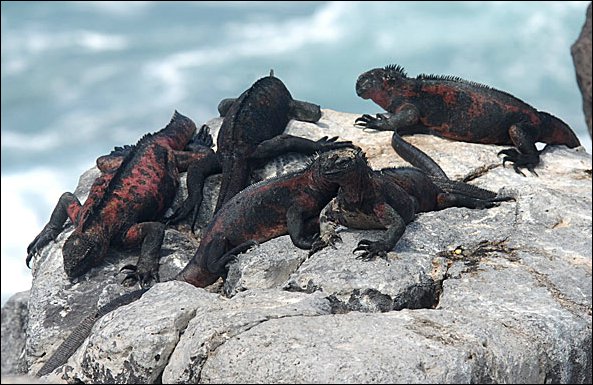 webiguanae.jpg