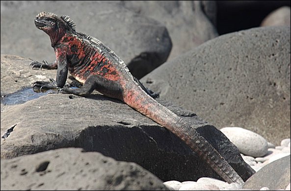 webiguanae2.jpg