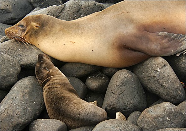 websealion1.jpg