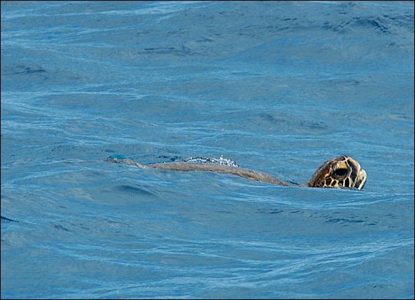 webturtle.jpg