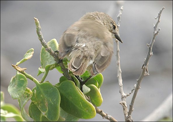 webwarbfinch2.jpg