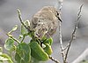 webwarbfinch2.jpg