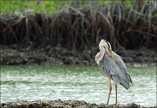 webheron.jpg