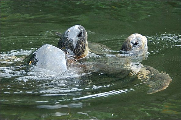 webturtle3.jpg