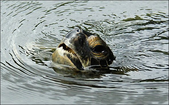 webturtle6.jpg