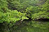 webturtlecove4.jpg