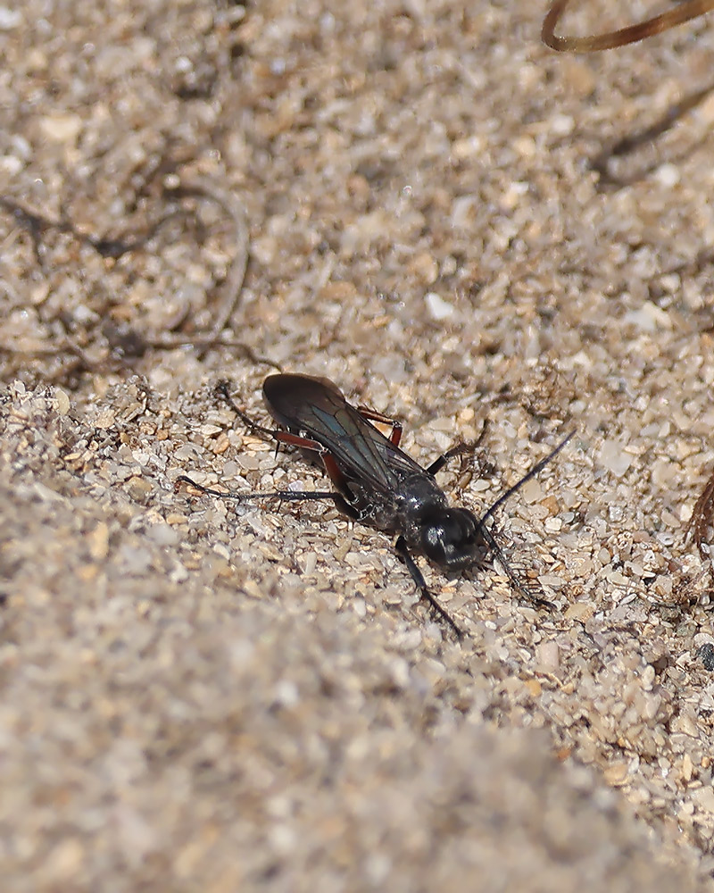 Epsyron rufipes