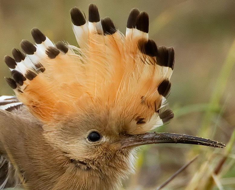 hoopoe