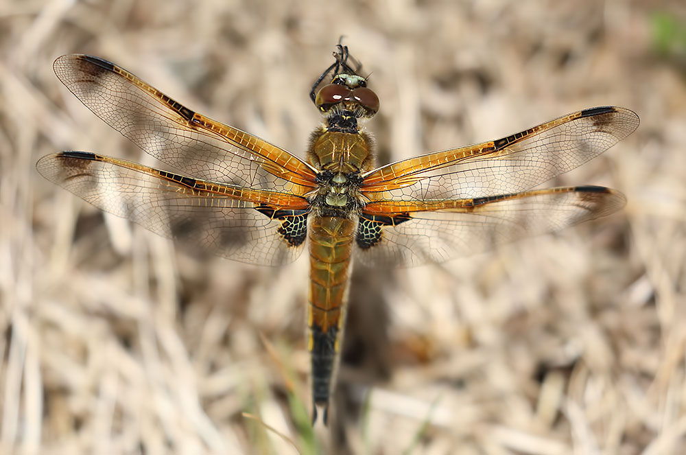 four spotted chaser
