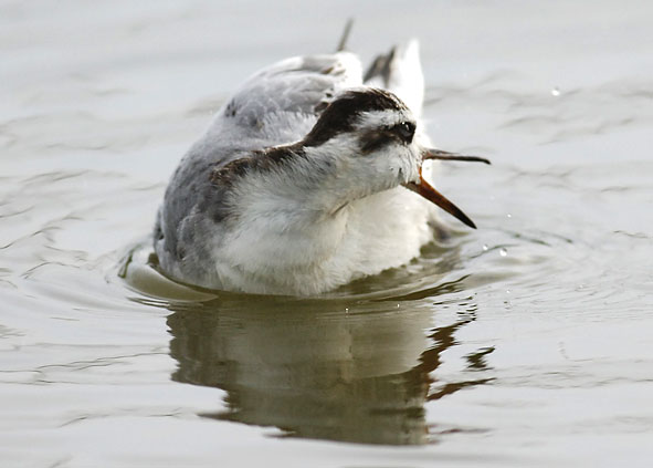 grey phalarope