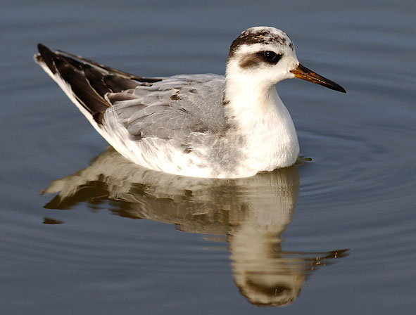 grey phalarope