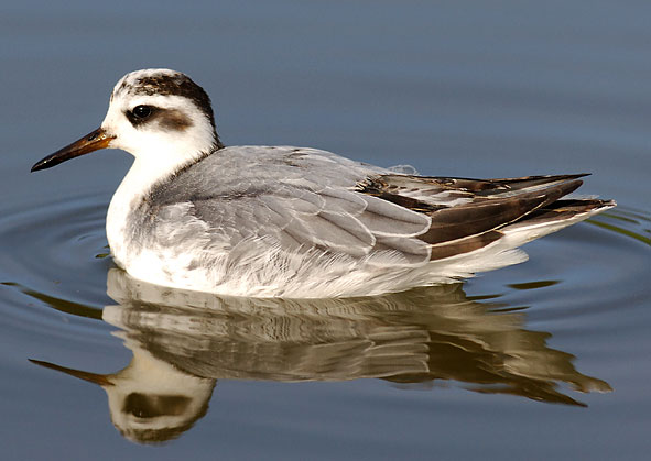 grey phalarope