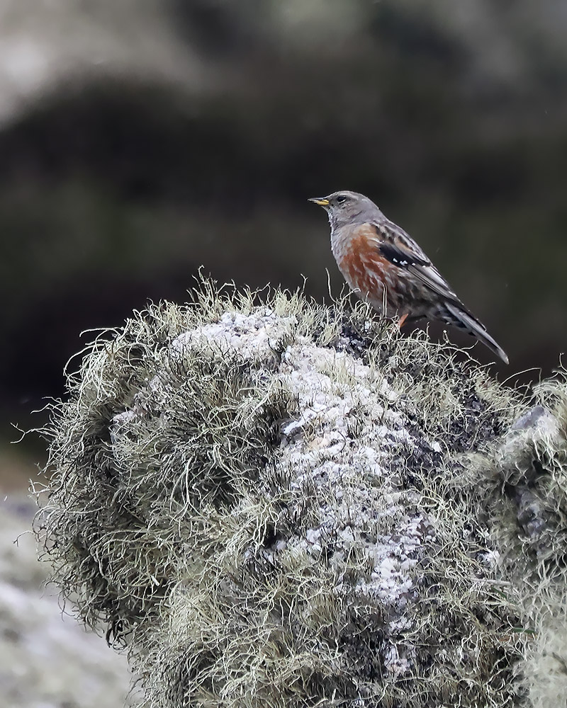 Alpine accentor