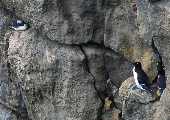 puffin and razorbills