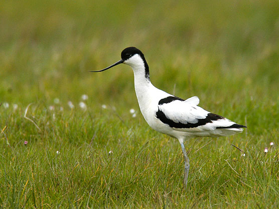 avocet