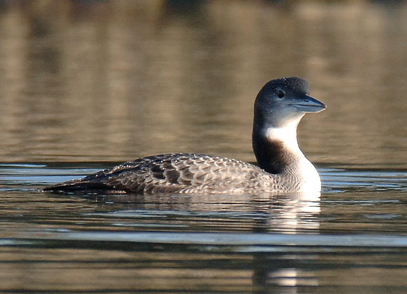 great northern diver