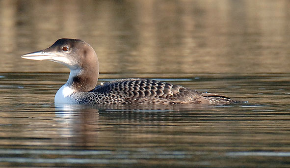 great northern diver