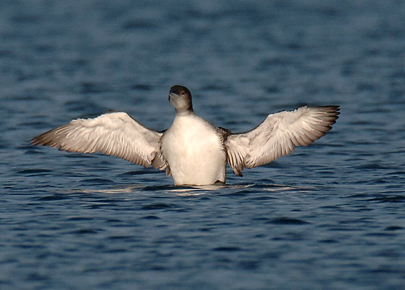 great northern diver