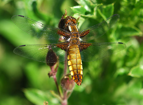 female broad bellied chaser