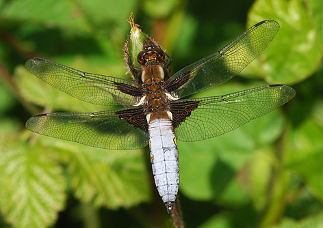 male broad bellied cahser