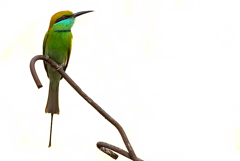 green bee-eater