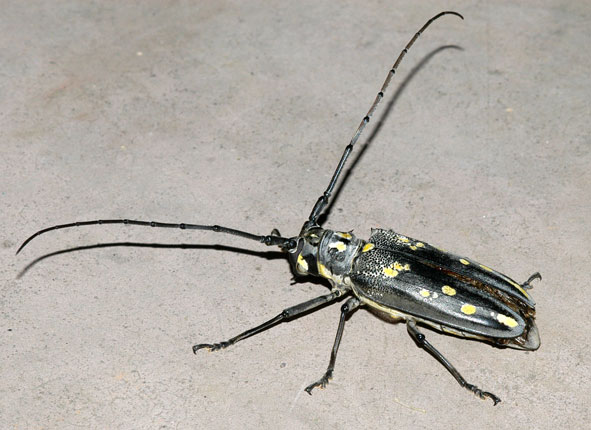 longhorn beetle