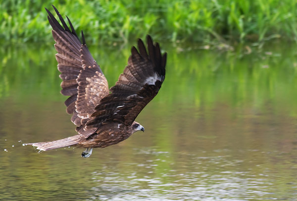 black-eared kite