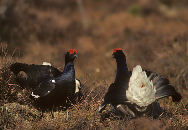 black grouse