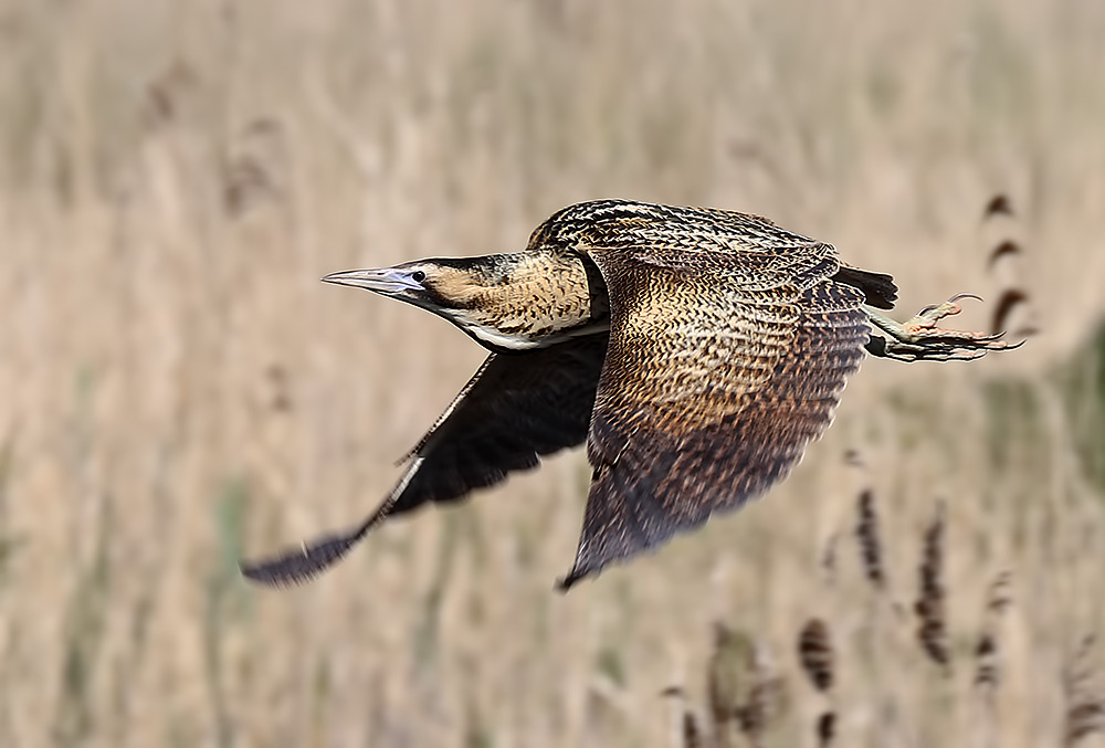 Bittern - Ham wall May 2018