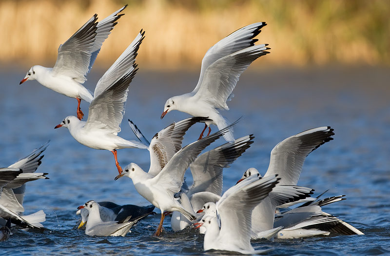 black-headed gulls