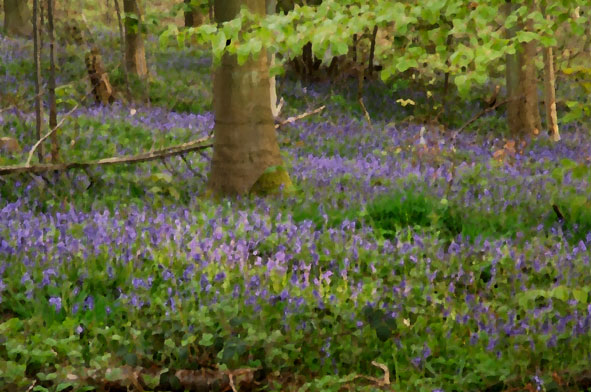 impressionistic bluebells