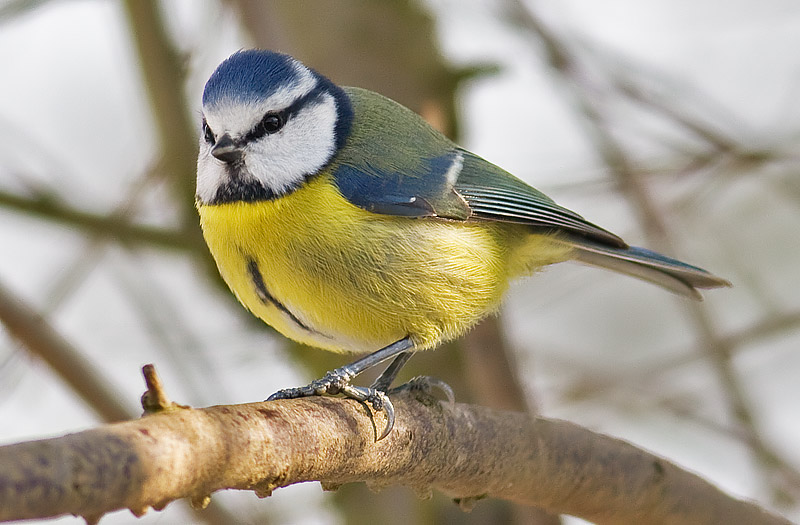 blue tit