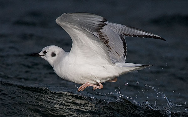 Bonaparte's gull