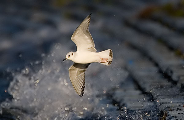 Bonaparte's gull
