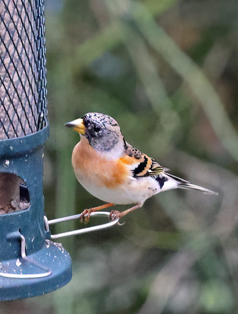 Brambling