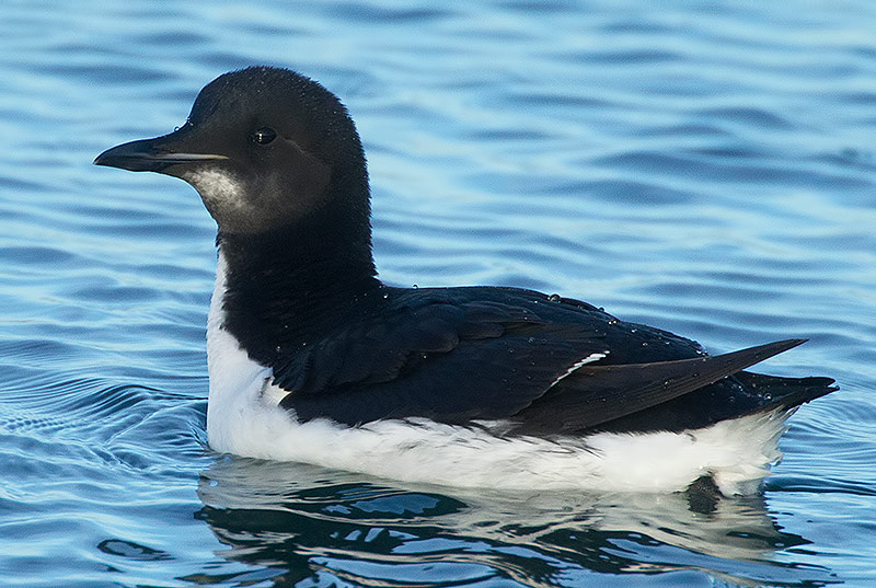 Brunnich's guillemot