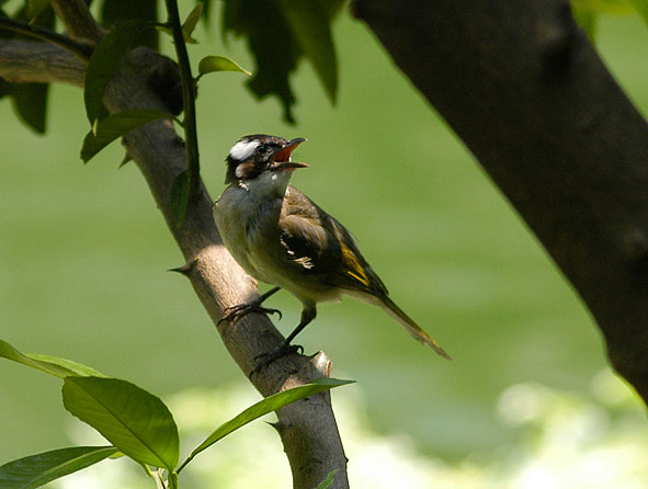 light-vented bulbul