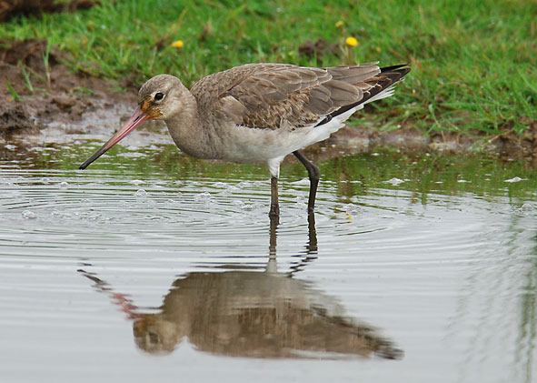 black-tailed godwit