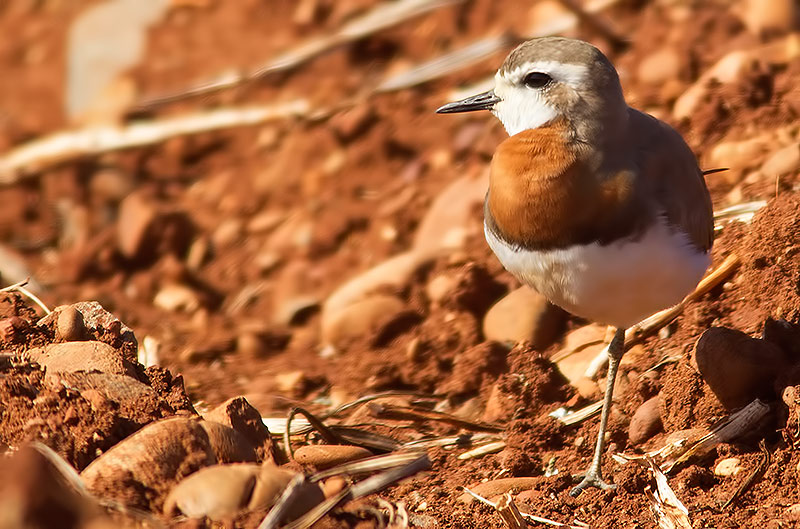 Caspian plover