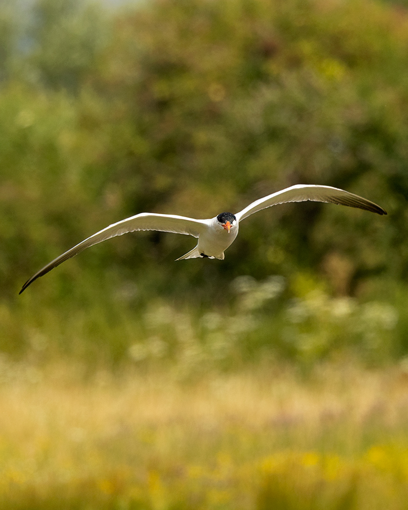 Caspian tern