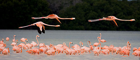 Flamingos, Celestun, Mexico
