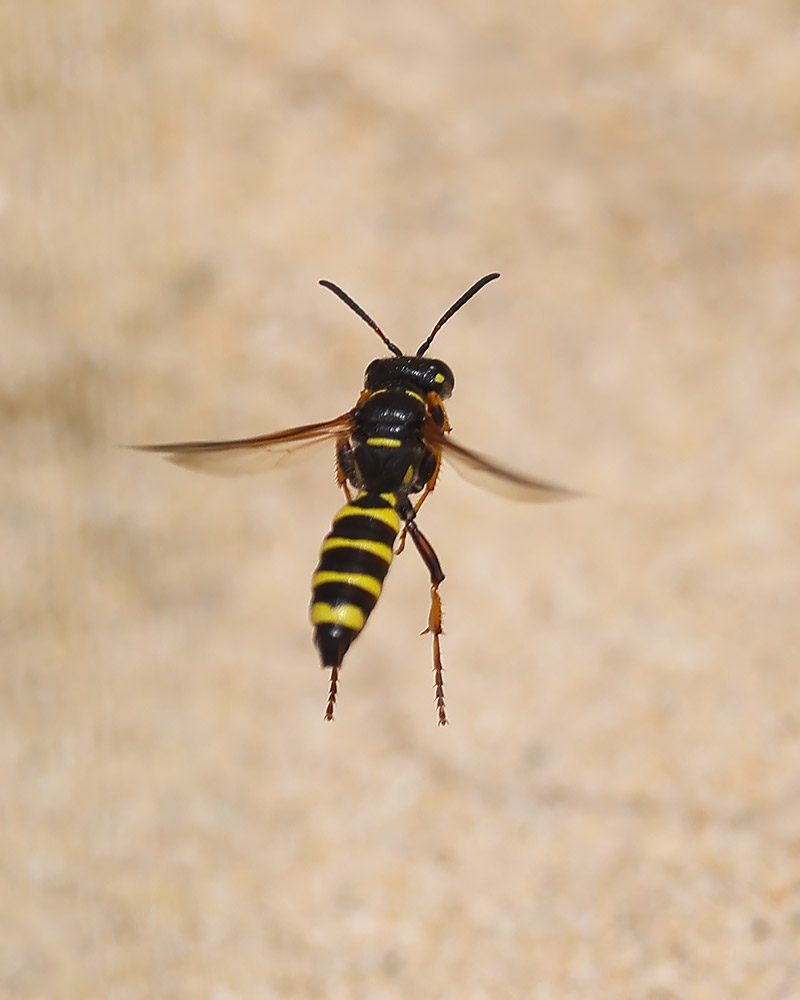 Cerceris arenaria