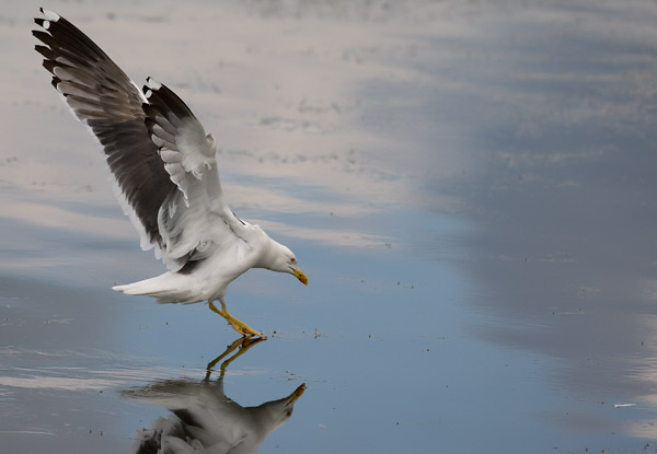 lesser black-backed gull