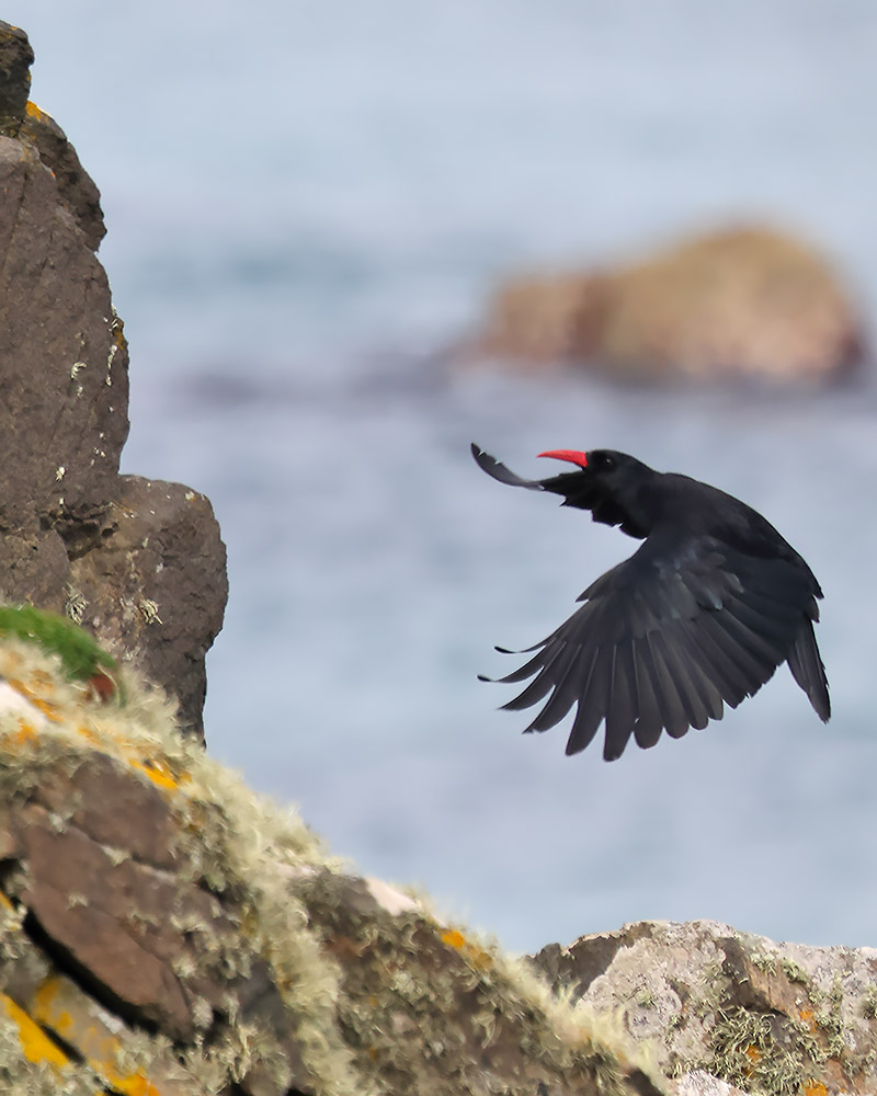 Chough