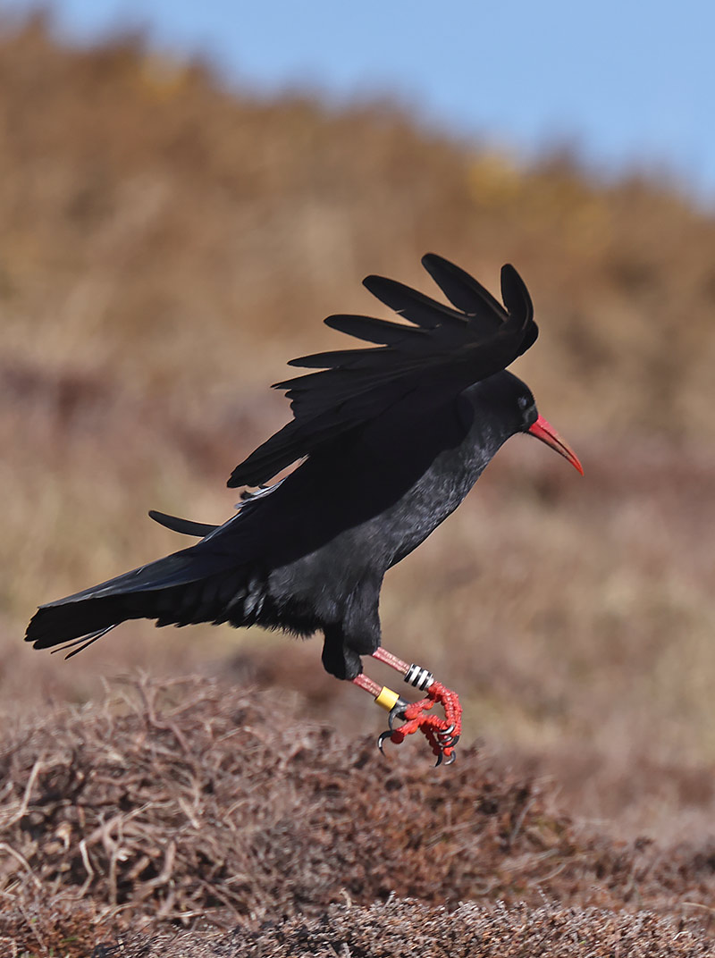 Chough