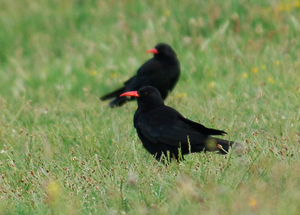 choughs